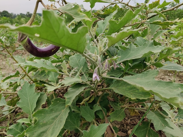 Una planta con una hoja grande que dice berenjena.