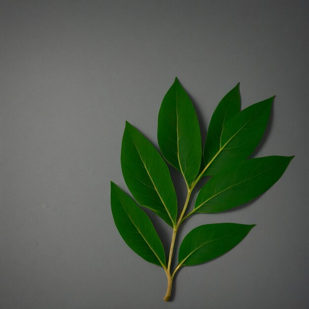 Planta de hoja para un herbario Arce