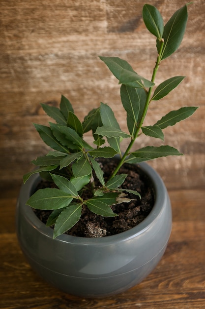 Planta de hoja de laurel en maceta sobre mesa de madera delante de la pared de madera