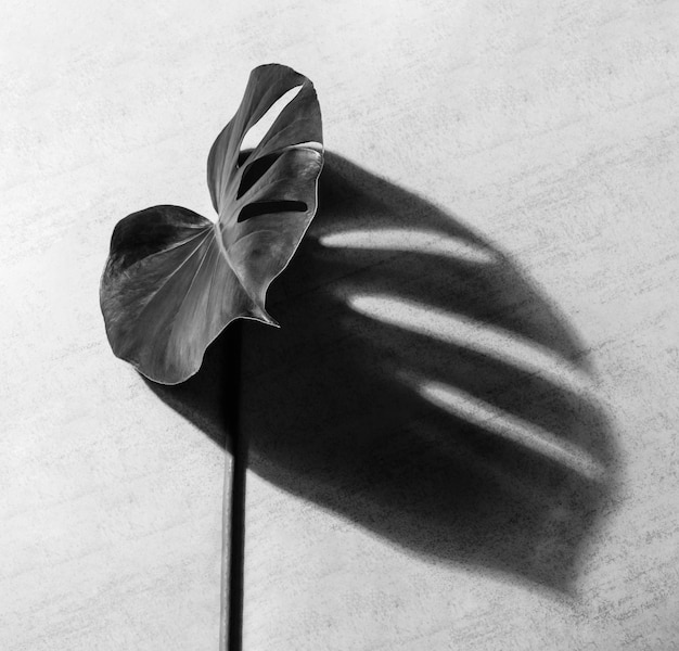 Planta de hoja monstera tropical con sombra sobre un fondo gris, fotografía en blanco y negro