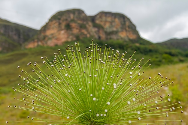 Planta de hoja perenne en un campo