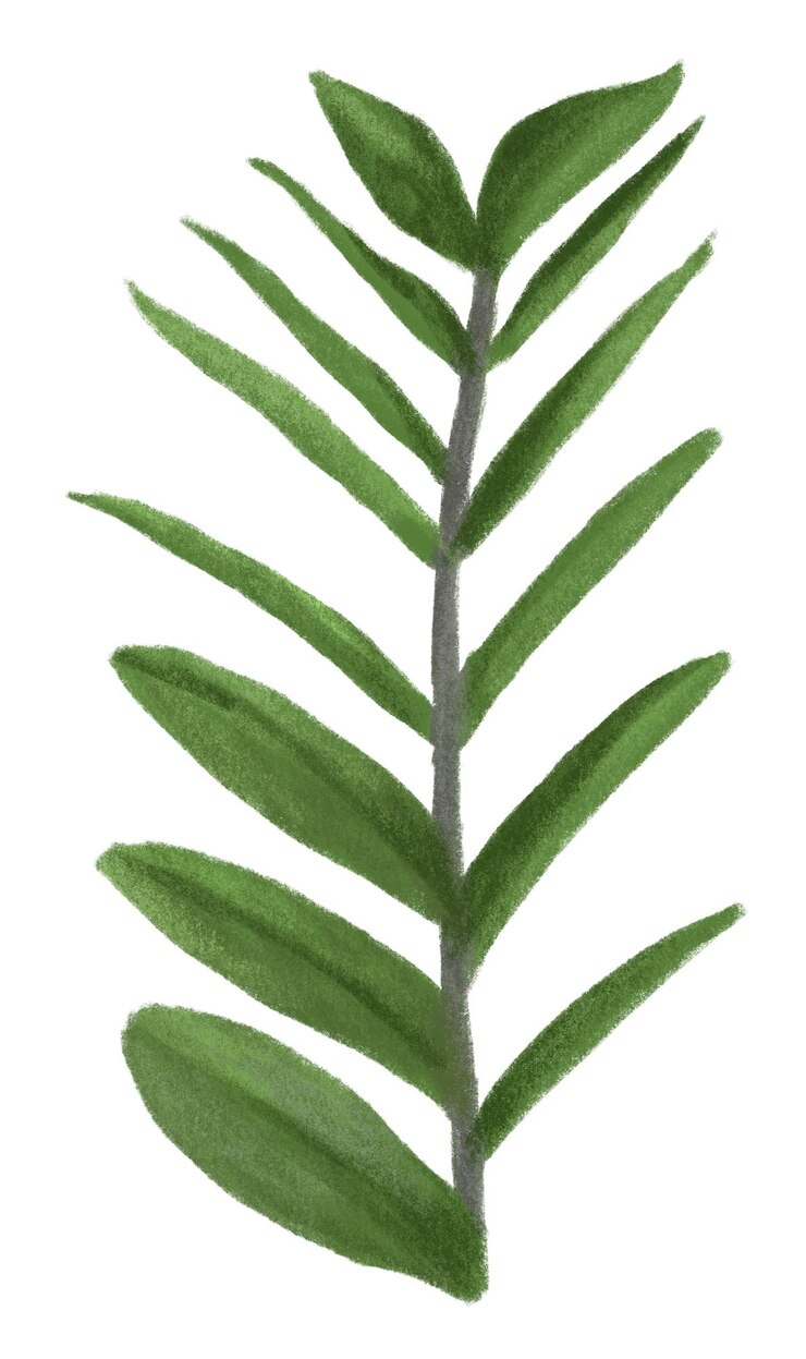 Planta de hoja tropical png zz fondo transparente