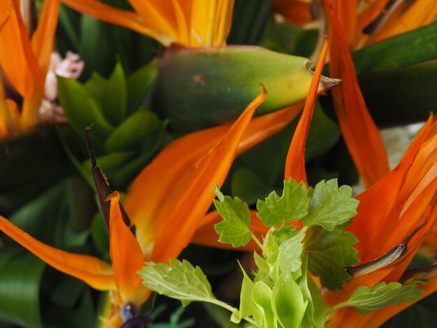 Foto una planta con una hoja verde y una flor con una flor naranja en el centro.