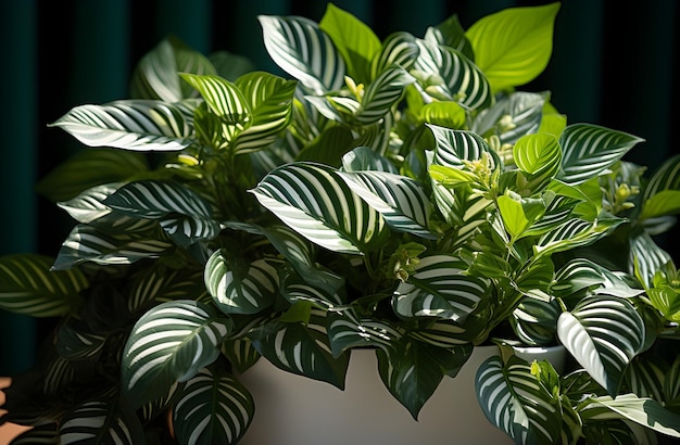 Planta de hoja verde con flores blancas en macetero.