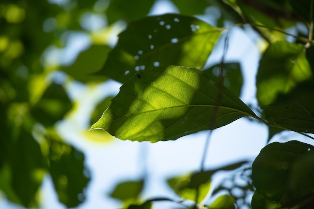 Planta hoja verde en el jardín con fondo bokeh