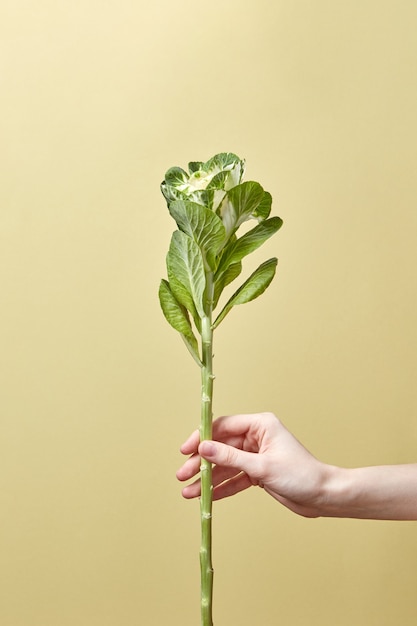 Planta de hoja verde en una mano de mujer