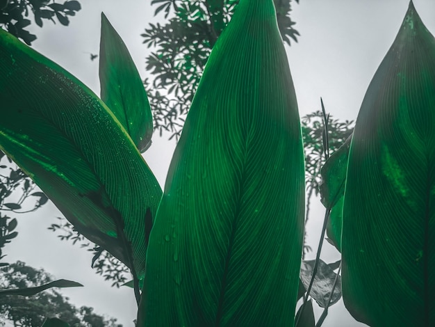 Una planta de hoja verde con la palabra "en ella"