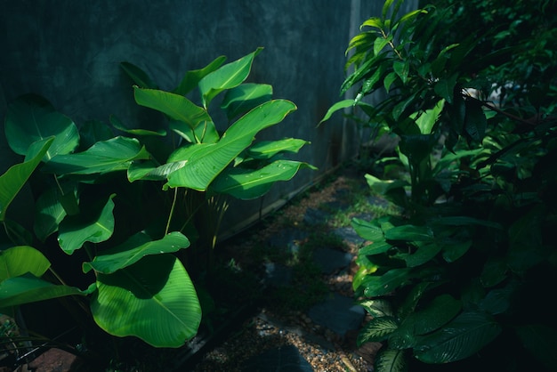 Planta de hoja verde tropical para el fondo de la naturaleza, jardín botánico de crecimiento de follaje con árbol pequeño en la selva, patrón de bosque de palmeras en primavera, concepto de decoración al aire libre de café natural