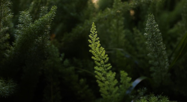 Una planta con una hoja verde