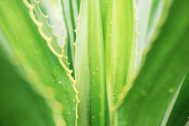 Planta de hojas al amanecer.