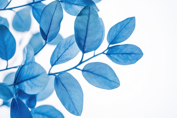 Foto planta de hojas azules de primer plano