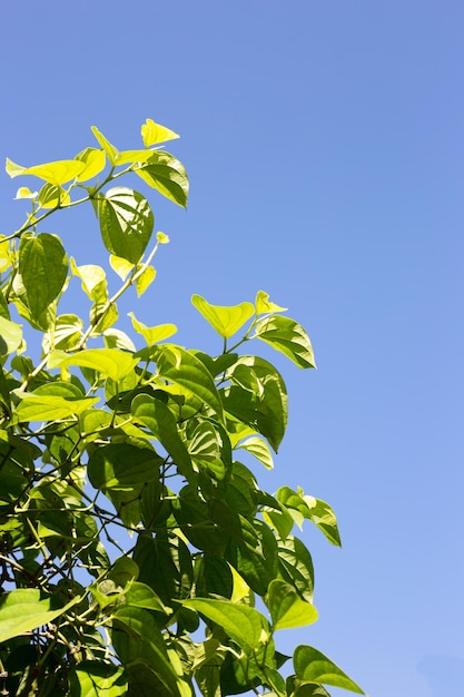 Planta de hojas de betel verde, Piper betle fresco