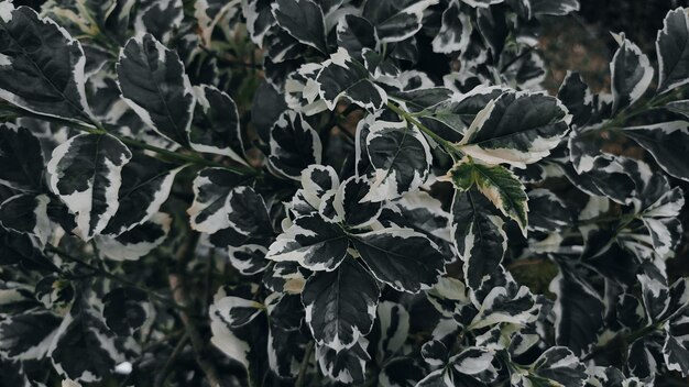 Una planta con hojas blancas y negras y nieve blanca en las hojas.