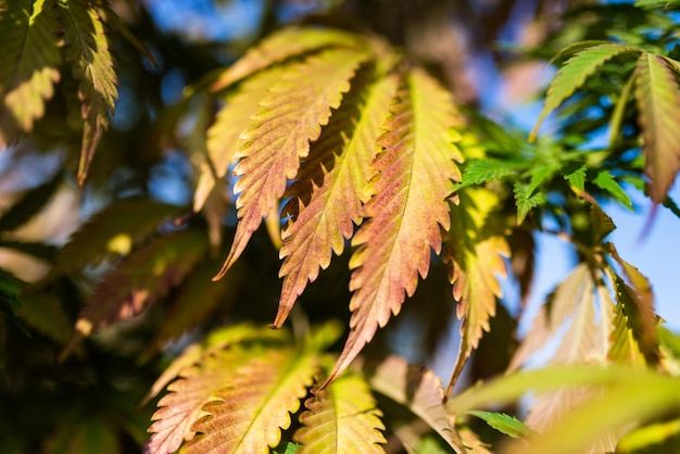 Planta de hojas de cannabis marihuana en otoño en la granja