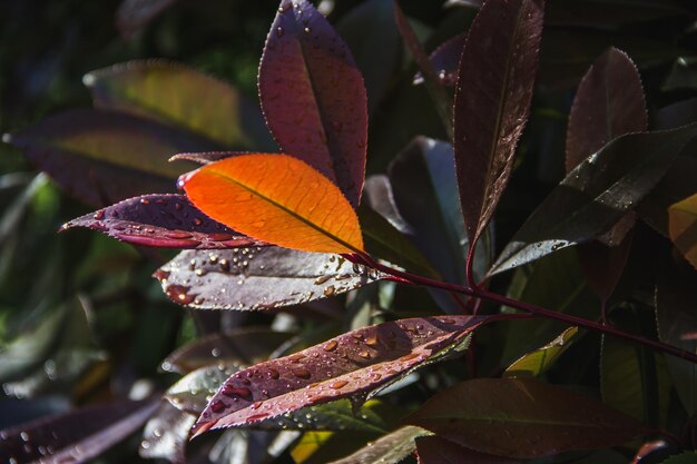 Planta con hojas de color rojo oscuro mojadas por la lluvia en primavera Espacio de copia Enfoque selectivo