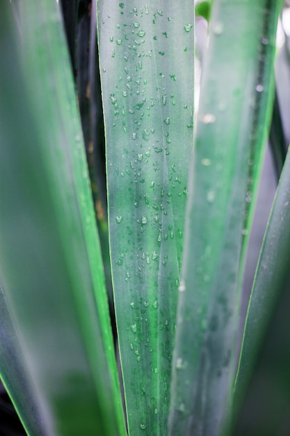 Planta de hojas con fondo.