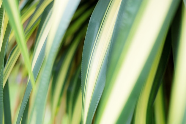 Planta de hojas con fondo.