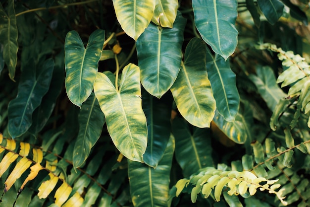 Planta de hojas con fondo.