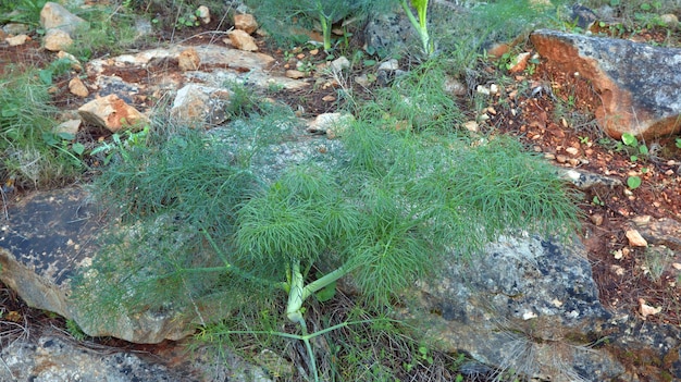 Planta con hojas fragantes verdes esponjosas Ferula communis de cerca. Plantas en las montañas de España