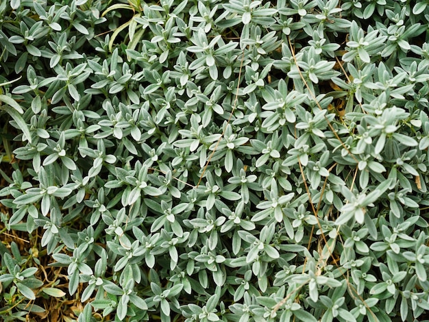 Planta con hojas pequeñas como fondo Planta natural Foto en gran resoluciónxA