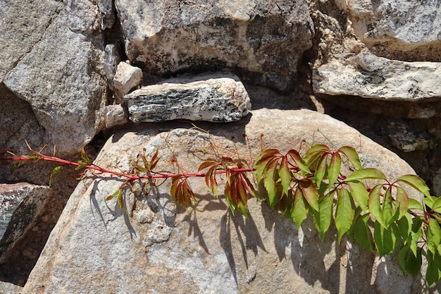 Una planta con hojas rojas está creciendo en una pared de roca