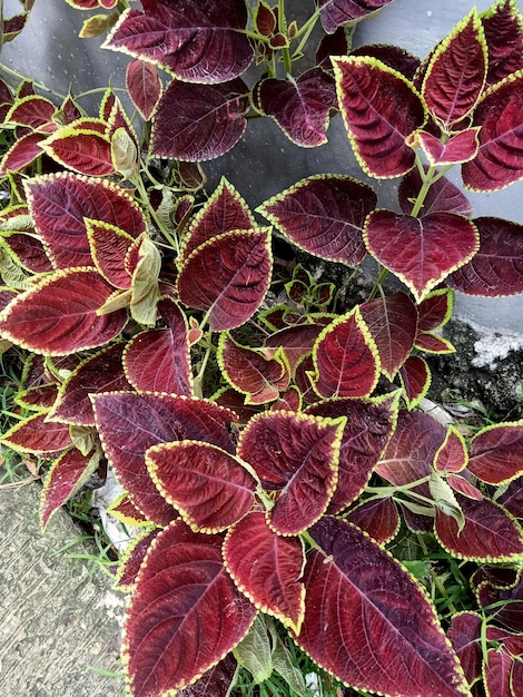 Una planta con hojas rojas y hojas verdes.