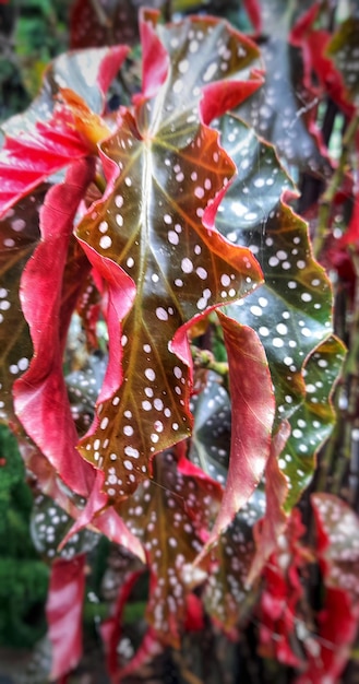 Una planta con hojas rojas y manchas blancas.