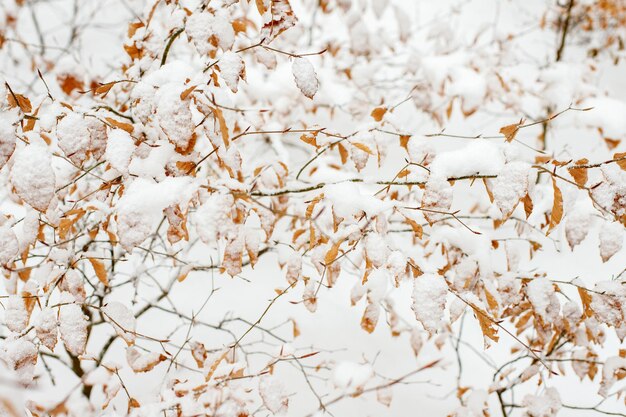 Planta con hojas secas en un bosque nevado textura de primer plano