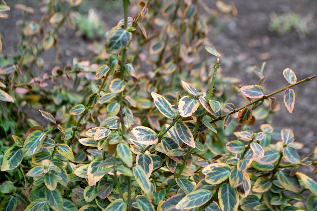 Una planta con hojas verdes y amarillas y hojas blancas y naranjas