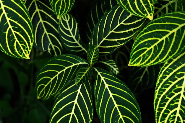 Una planta con hojas verdes y amarillas y las hojas son visibles.