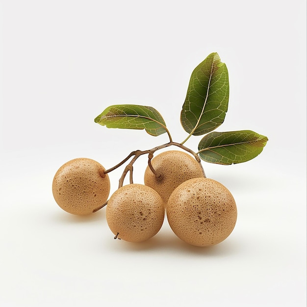 Foto una planta con hojas verdes y bolas marrones en ella