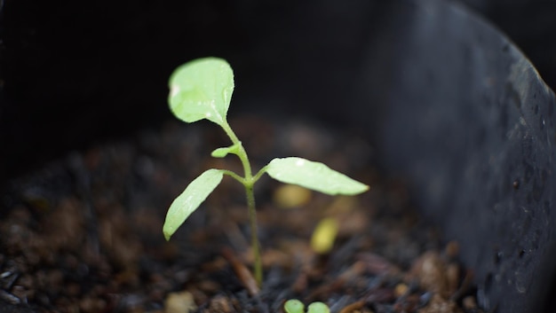 Foto una planta con hojas verdes brotando del suelo.