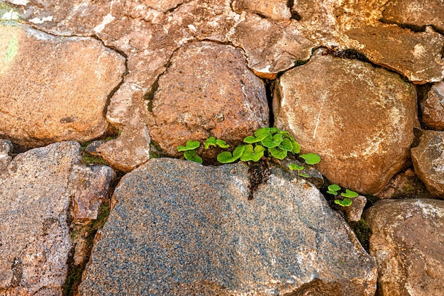 Una planta con hojas verdes brotó a través de un muro de piedra