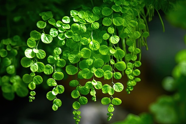 Una planta con hojas verdes colgando de ella.