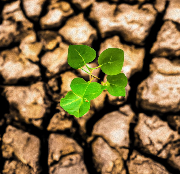 Una planta con hojas verdes está creciendo en el barro.