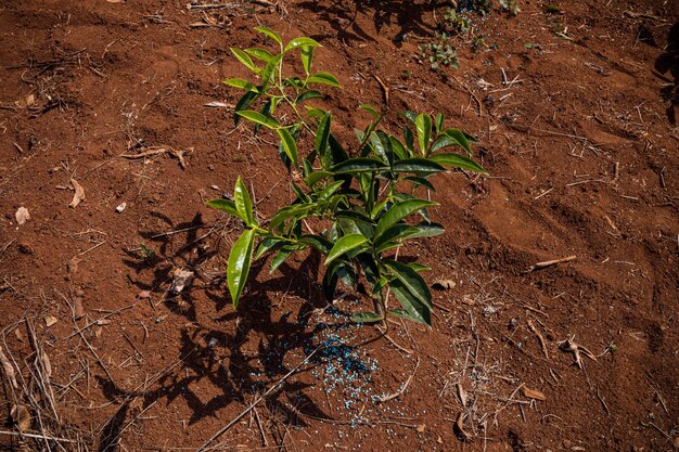 una planta con hojas verdes está creciendo en la tierra