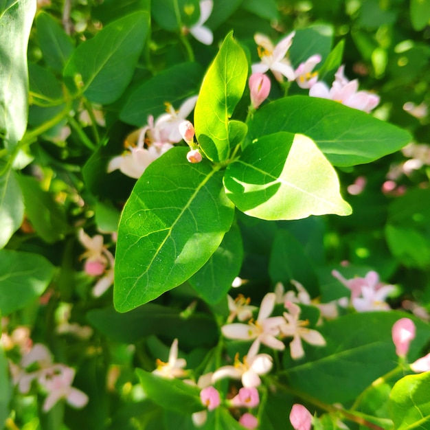 Una planta de hojas verdes con una flor rosa en el medio