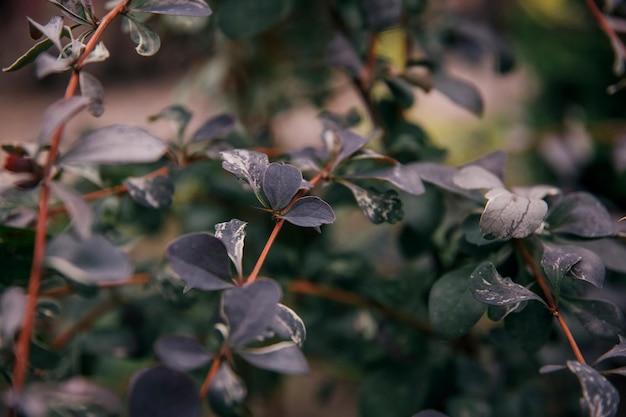 Una planta con hojas verdes y flores blancas.