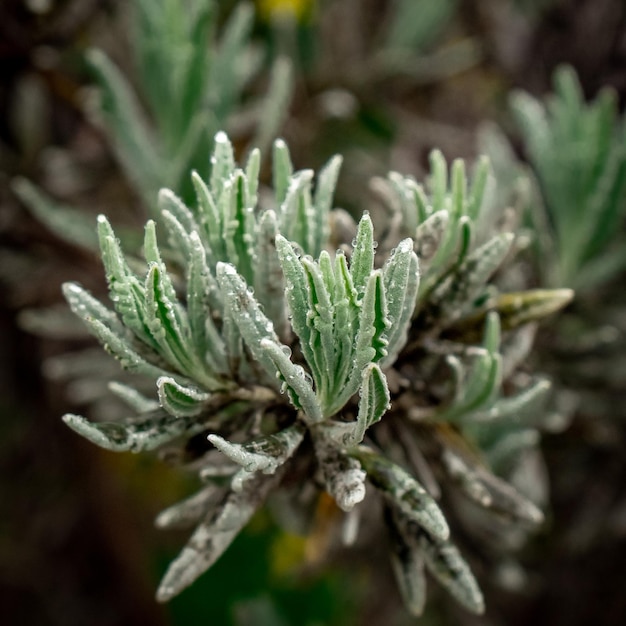 Una planta con hojas verdes y flores blancas.