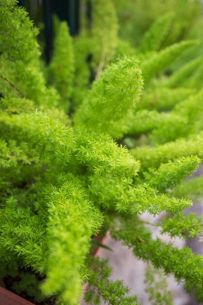 Foto una planta con hojas verdes y un fondo blanco.