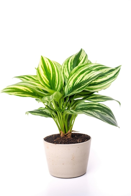 Una planta con hojas verdes y fondo blanco.