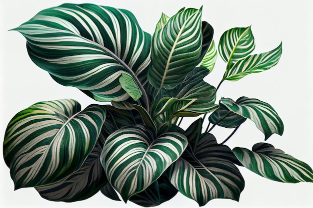 Una planta con hojas verdes y fondo blanco.