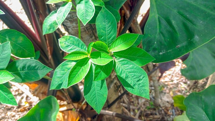 una planta con hojas verdes y un fondo marrón con una hoja verde