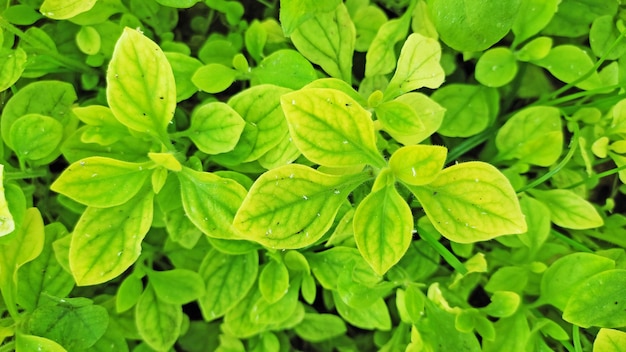 Foto una planta con hojas verdes y hojas amarillas