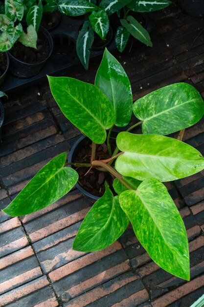 Planta de hojas verdes en el jardín de árboles, Stock Photo