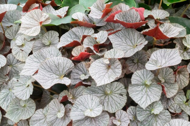 Planta de hojas verdes en el jardín botánico, Stock Photo