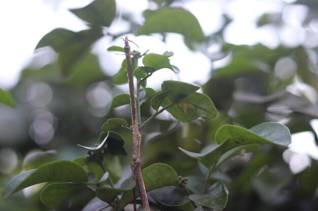 Una planta con hojas verdes y una luz al fondo.