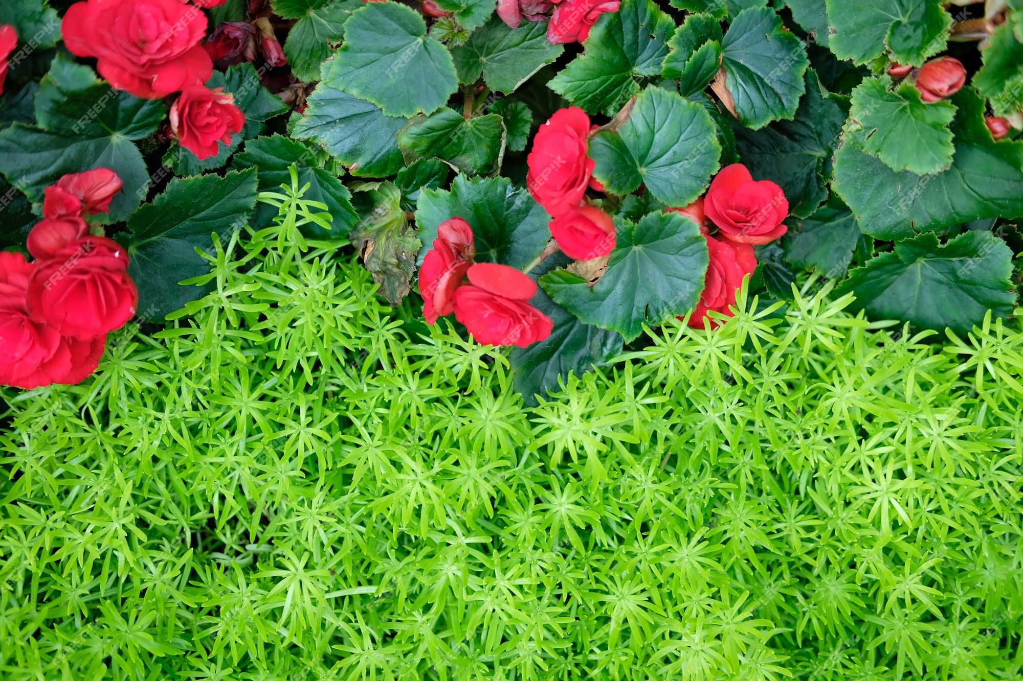 Planta de hojas verdes naturales y flor de begonia roja | Foto Premium