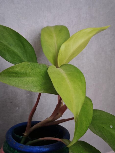 Foto una planta con hojas verdes y una olla azul con un fondo blanco