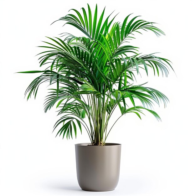 Foto una planta con hojas verdes en una olla blanca en el suelo